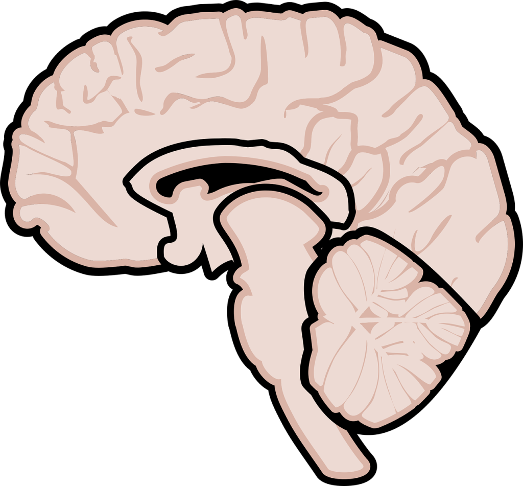 Illustration of a human brain's side view, showing cerebral structures and cerebellum, anatomical diagram