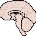 graphic, human brain, brain