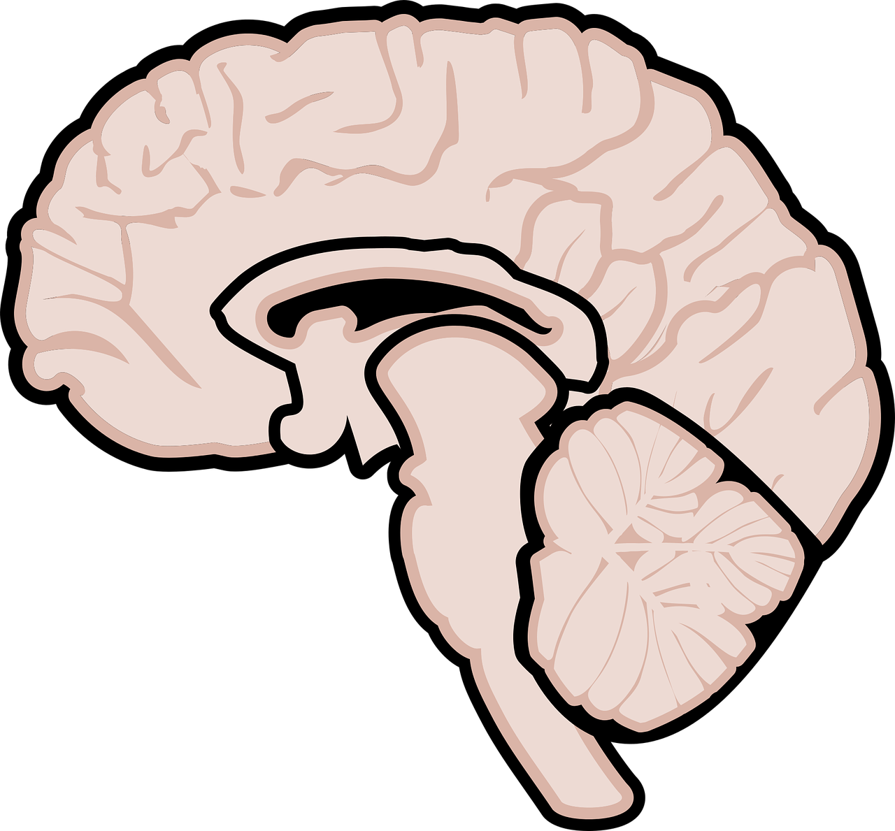 graphic, human brain, brain